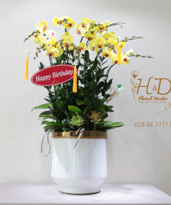 Hồ Điệp Vàng ĐL12 - L103