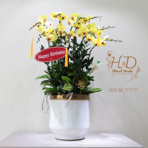 Hồ Điệp Vàng ĐL12 - L103