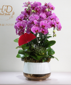 Hồ Điệp Tím ĐL5 - L504