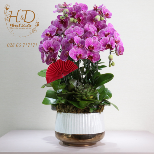 Hồ Điệp Tím ĐL5 - L504