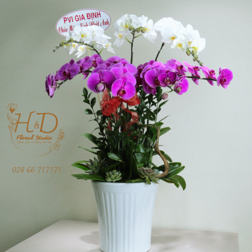 Hồ Điệp Trắng Mix ĐL7 - L703