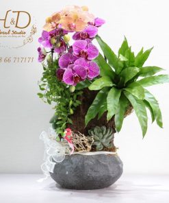 Hồ Điệp Tím ĐL2 - L201