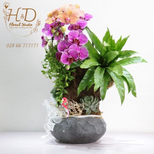 Hồ Điệp Vàng ĐL2 - L201