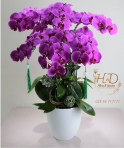 Hồ Điệp Tím Hồng ĐL6 - L605