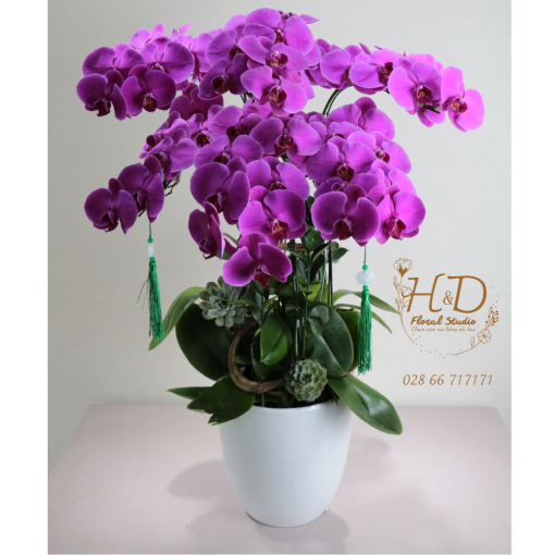 Hồ Điệp Tím Hồng ĐL5 - L505