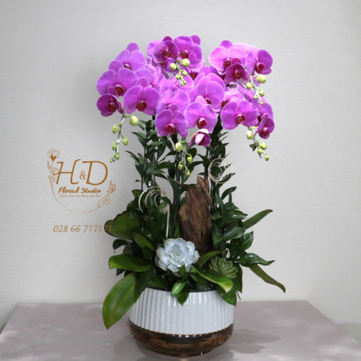 Hồ Điệp Tím Hồng ĐL5 - L506
