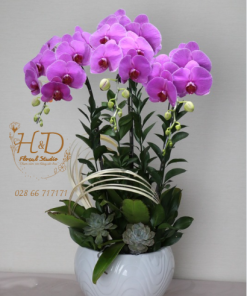 Hồ Điệp Tím ĐL3 - L304