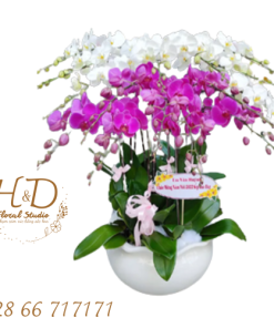 Hồ Điệp Mix ĐL12 - L12-1