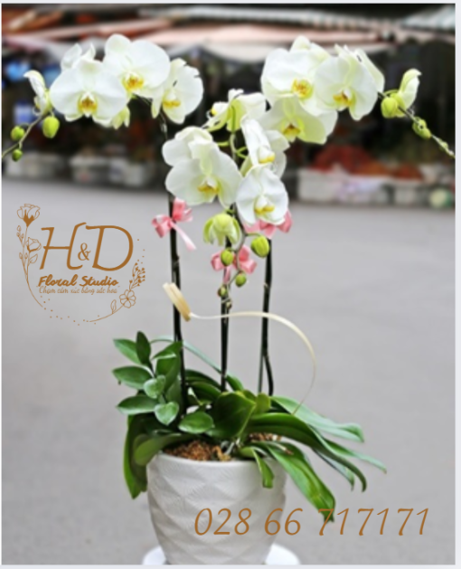 Hồ Điệp Trắng ĐL3 - LA002