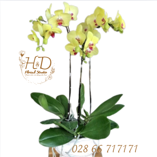 Hồ Điệp Vàng ĐL3 - LA003