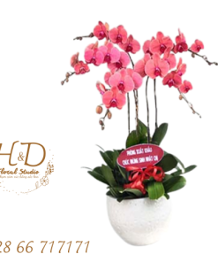 Hồ Điệp Hồng Tím ĐL - LB007