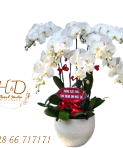 Hồ Điệp Trắng ĐL7 - L702