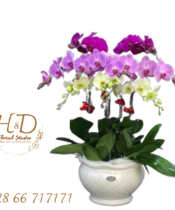 Hồ Điệp Mix Màu ĐL9 - LD001