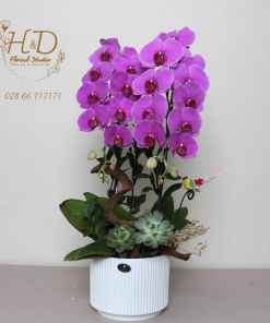 Hồ Điệp Tím 2C - L201