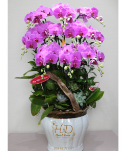 Hồ Điệp Tím AP12C - L12-3