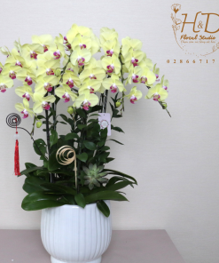 Hồ Điệp Vàng 6C - L604