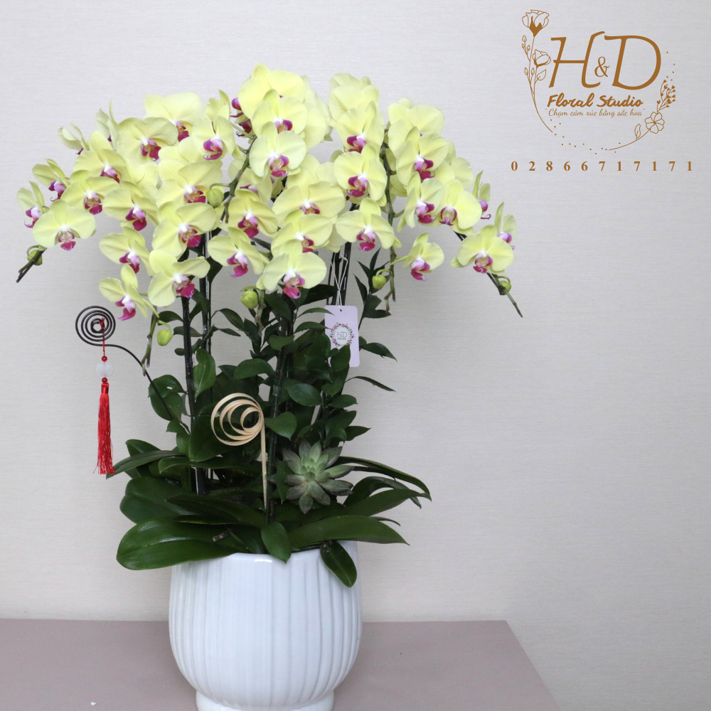 Hồ Điệp Vàng 6C - L604