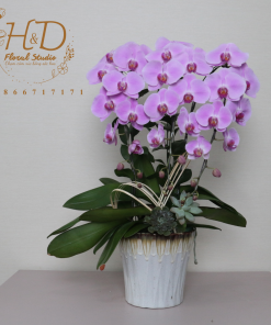 Hồ Điệp Hồng 3C - L309