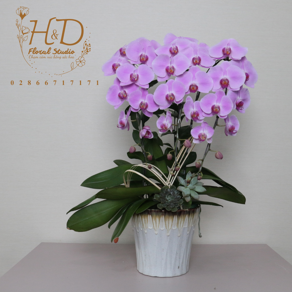 Hồ Điệp Hồng 3C - L309