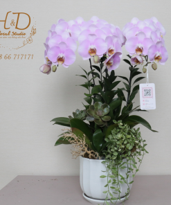 Hồ Điệp Hồng 3C - L306