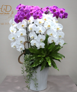 Hồ Điệp Trắng Mix Tím AP6C - L602