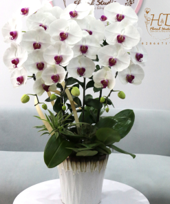 Hồ Điệp Trắng lưỡi đỏ 3C - L308