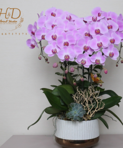 Hồ Điệp Hồng 5C - L509