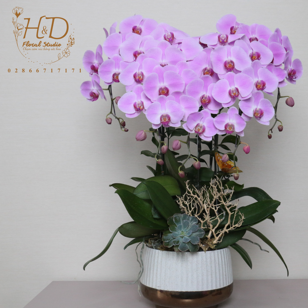 Hồ Điệp Hồng 5C - L509