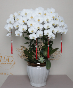 Hồ Điệp Trắng AP6C - L603