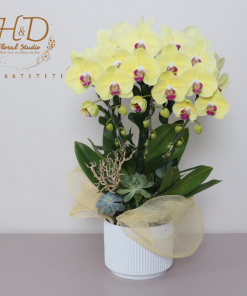 Hồ Điệp Vàng 3C - L311