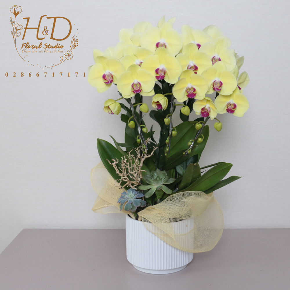 Hồ Điệp Vàng 3C - L311