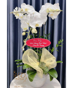 Hồ Điệp Trắng 3C - L305