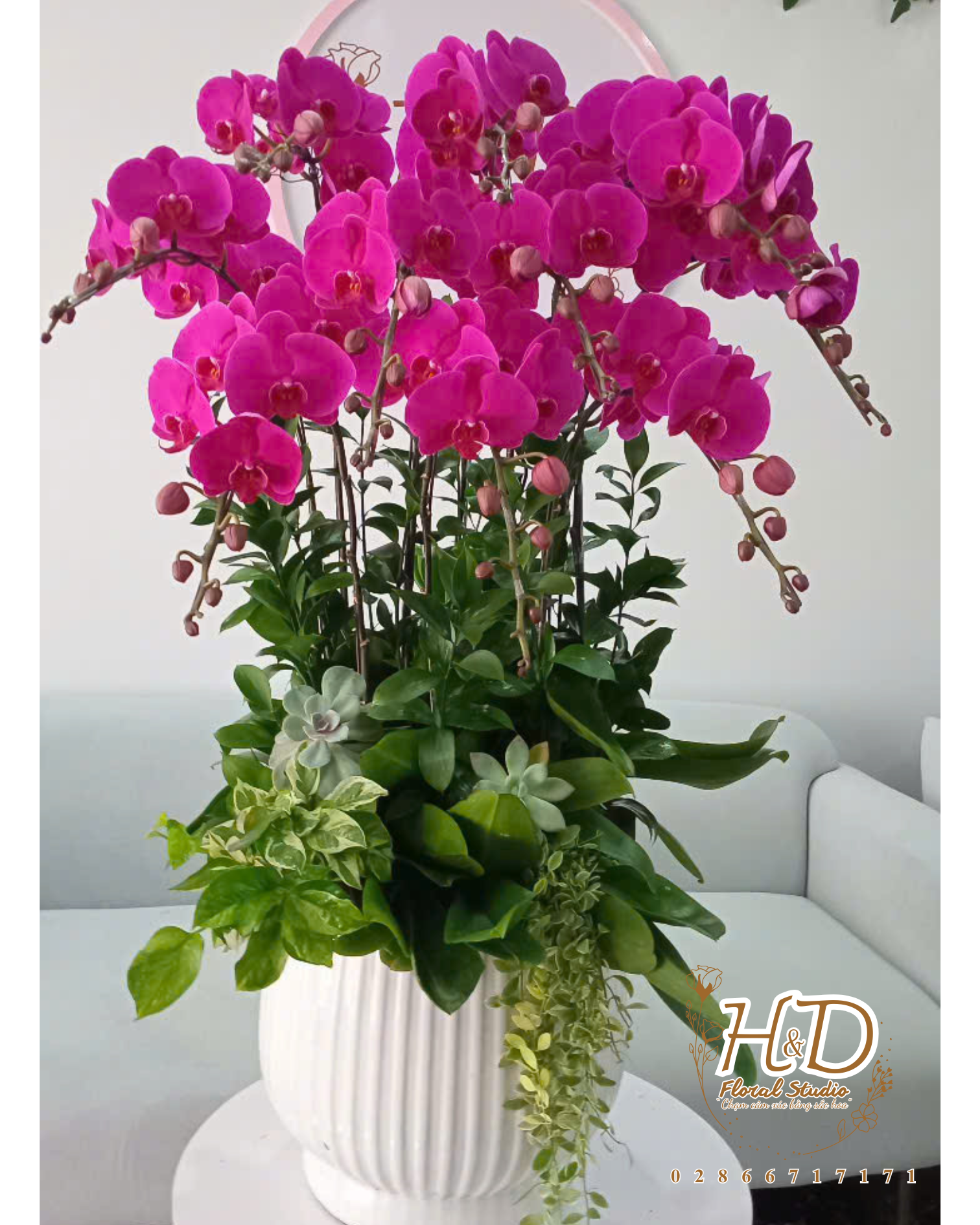 Hồ Điệp Đỏ ớt AP10C - L12-7