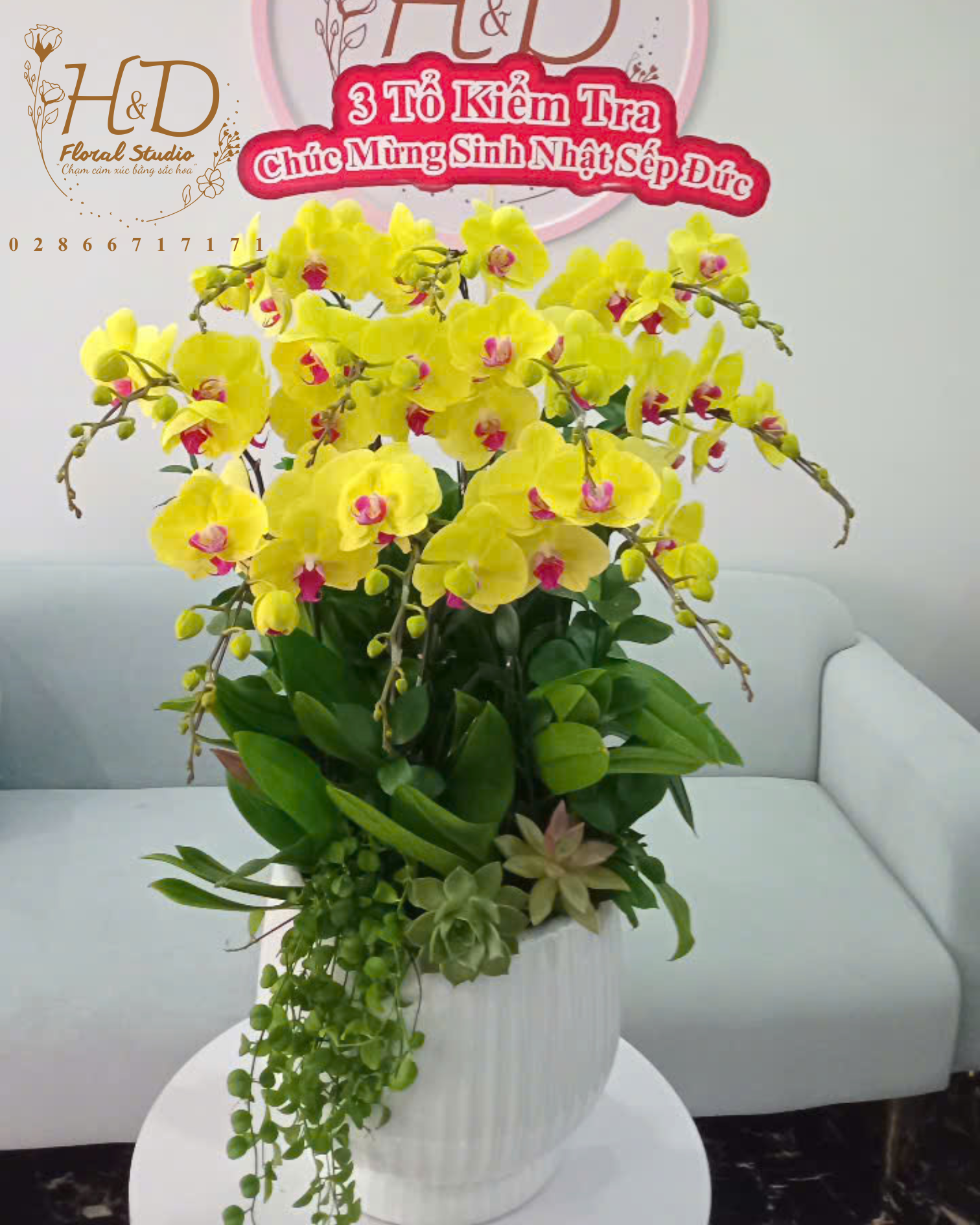 Hồ Điệp Vàng AP10C - L12-5