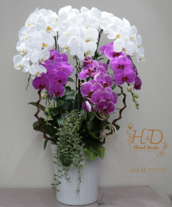 Hồ Điệp Trắng Mix Tím AP6C - L601