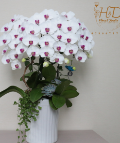 Hồ Điệp Trắng lưỡi đỏ 5C - L508