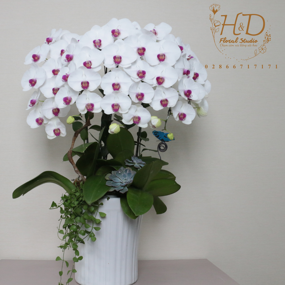 Hồ Điệp Trắng lưỡi đỏ 5C - L508