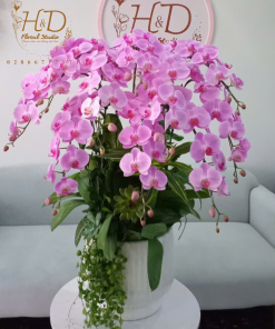 Hồ Điệp Hồng AP10C - L12- 6