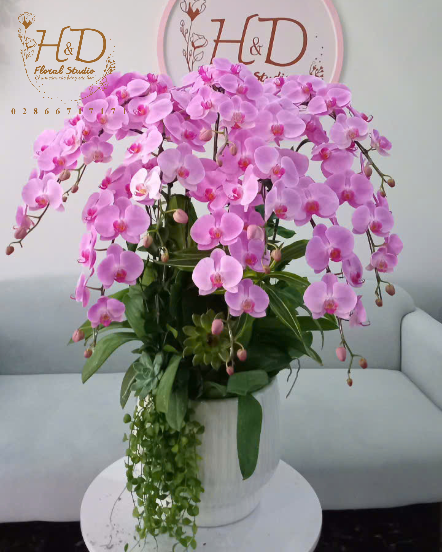 Hồ Điệp Hồng AP10C - L12- 6