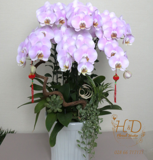 Hồ Điệp Hồng phấn AP6C - L603