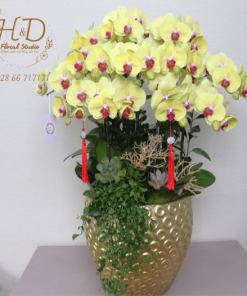 Hồ Điệp Vàng AP12C - L12-4