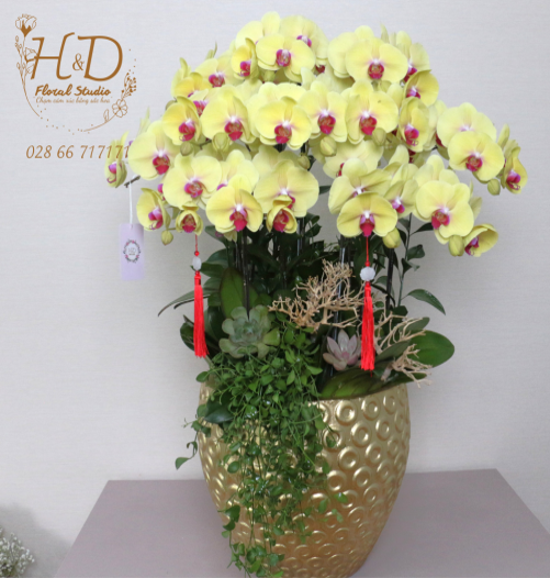 Hồ Điệp Vàng AP12C - L12-4